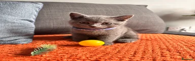 British Shorthair 2