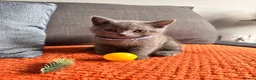 British Shorthair cats for sale: British shorthair kittens  in Skelmersdale - Advert 4