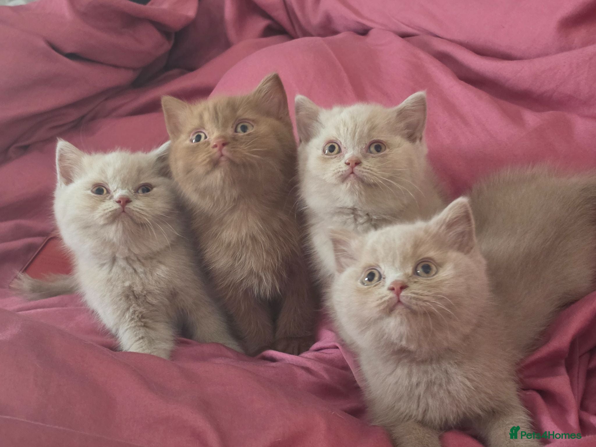 British Shorthair cats 🐾 BEAUTIFUL BRITISH SHORTHAIR KITTENS 🐾   - Advert 1