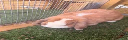Mini Lop rabbits for sale: Male and female mini lops in Didcot - Advert 2