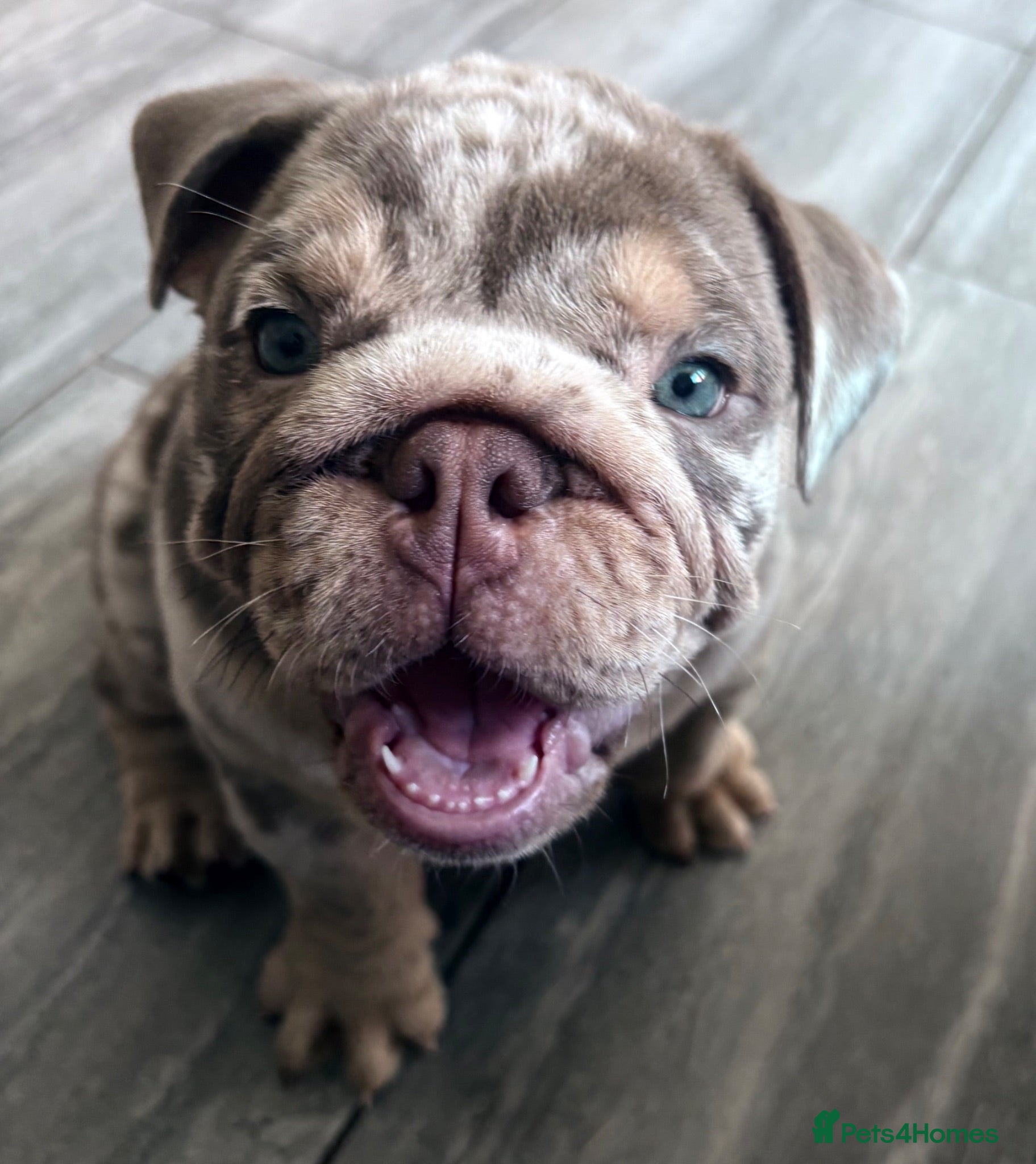 English Bulldog dogs English Bulldog Puppy - Ready Now - Advert 2