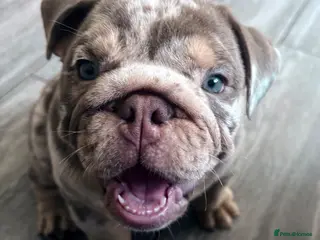 English Bulldog dogs English Bulldog Puppy - Ready Now - Advert 2