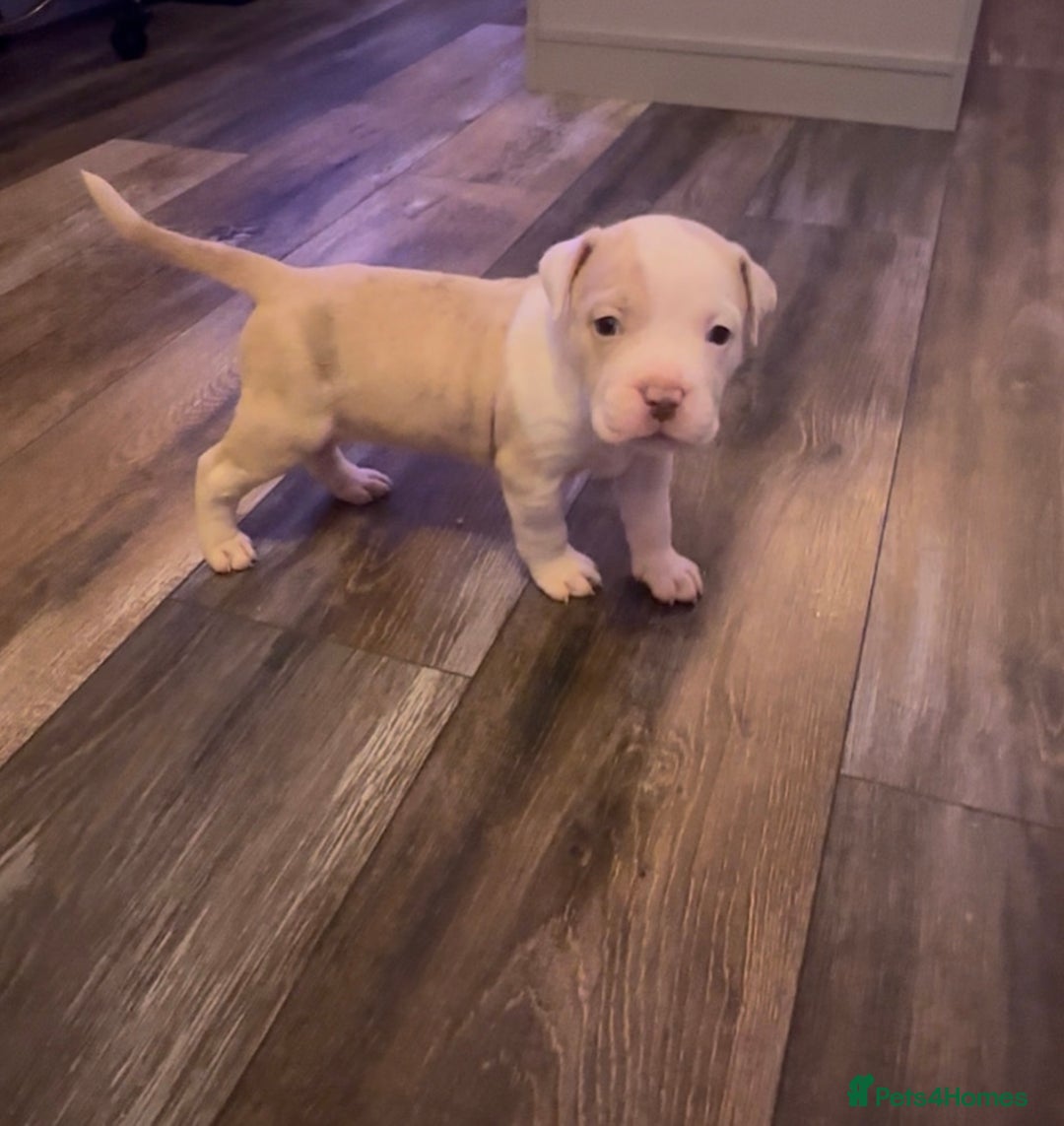Mixed Breed dogs for sale: Olde English bulldog/ American bulldog - Image 11