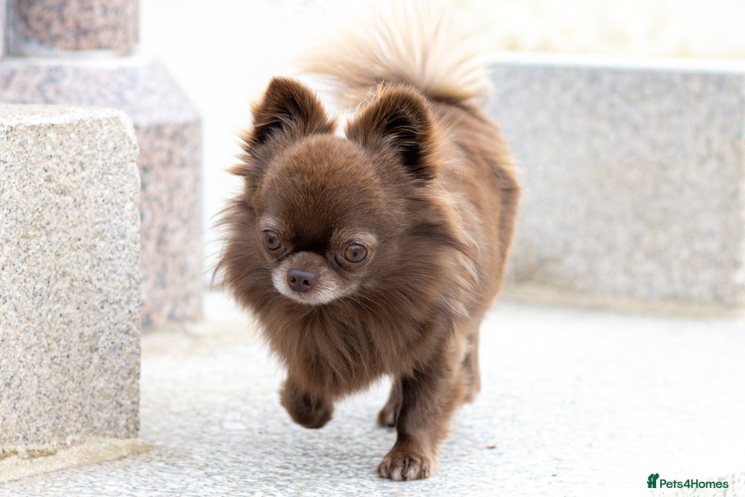 Chihuahua dogs for stud: ❤️ KC REG EXTENSIVELY HEALTH TESTED STUD ❤️ in London - Advert 25