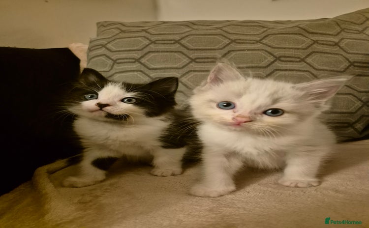 Ragdoll cats - Advert 2