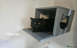 British Longhair cats for sale: Meet Hocus & Pocus  - Image 4