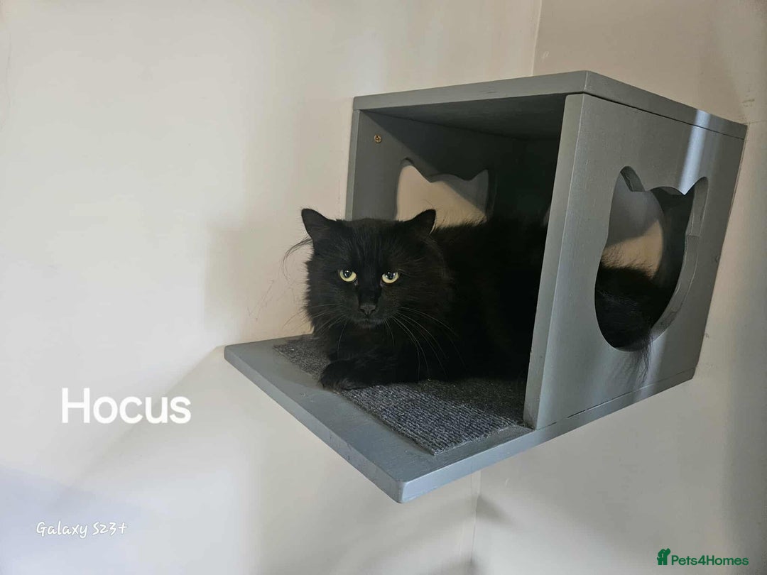 British Longhair cats for sale: Meet Hocus & Pocus  - Image 4