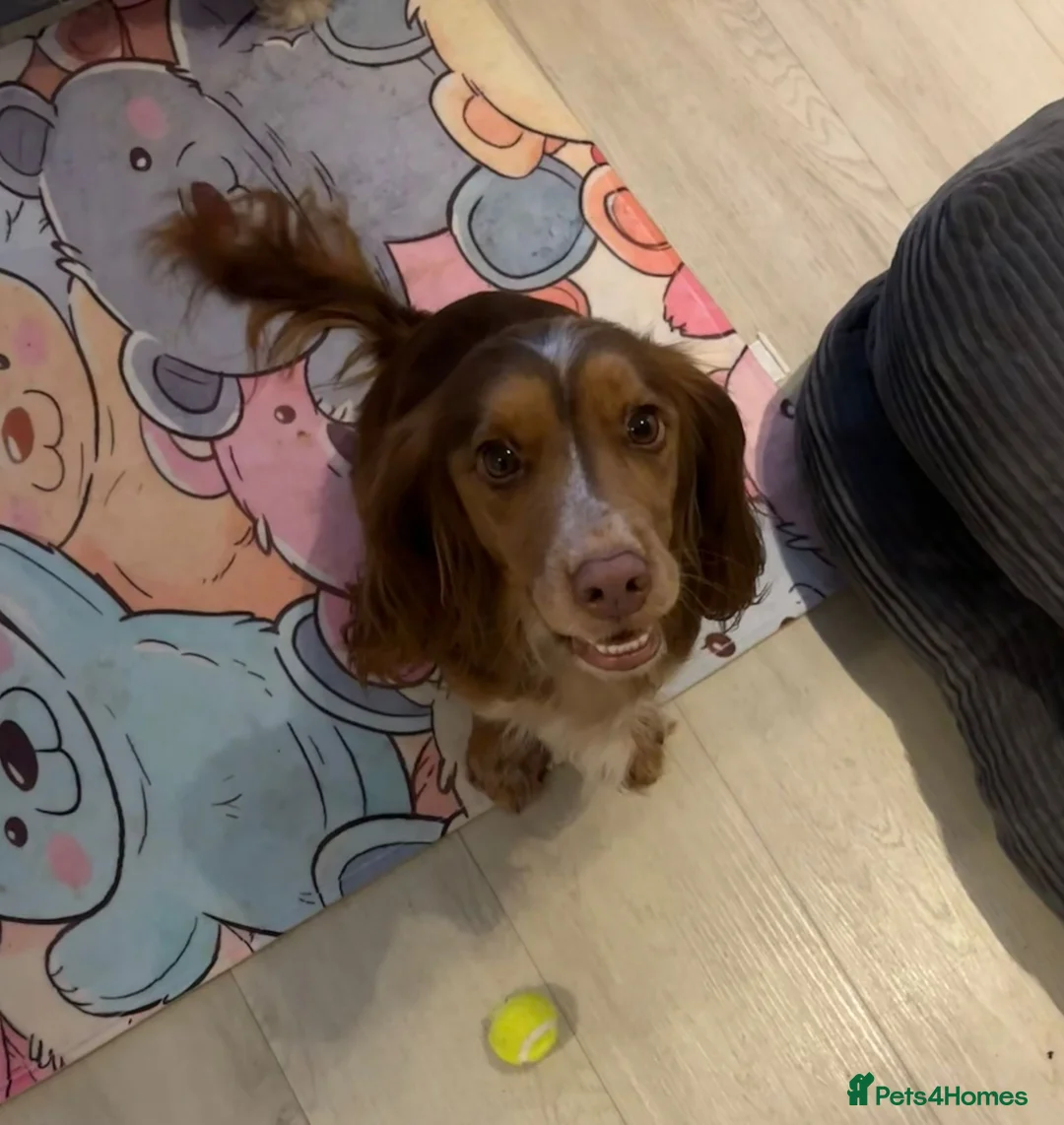 Cocker Spaniel dogs for sale: I have 2 beautiful girls left  - Advert 2