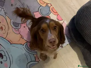 Cocker Spaniel dogs I have 2 beautiful girls left - Advert 10