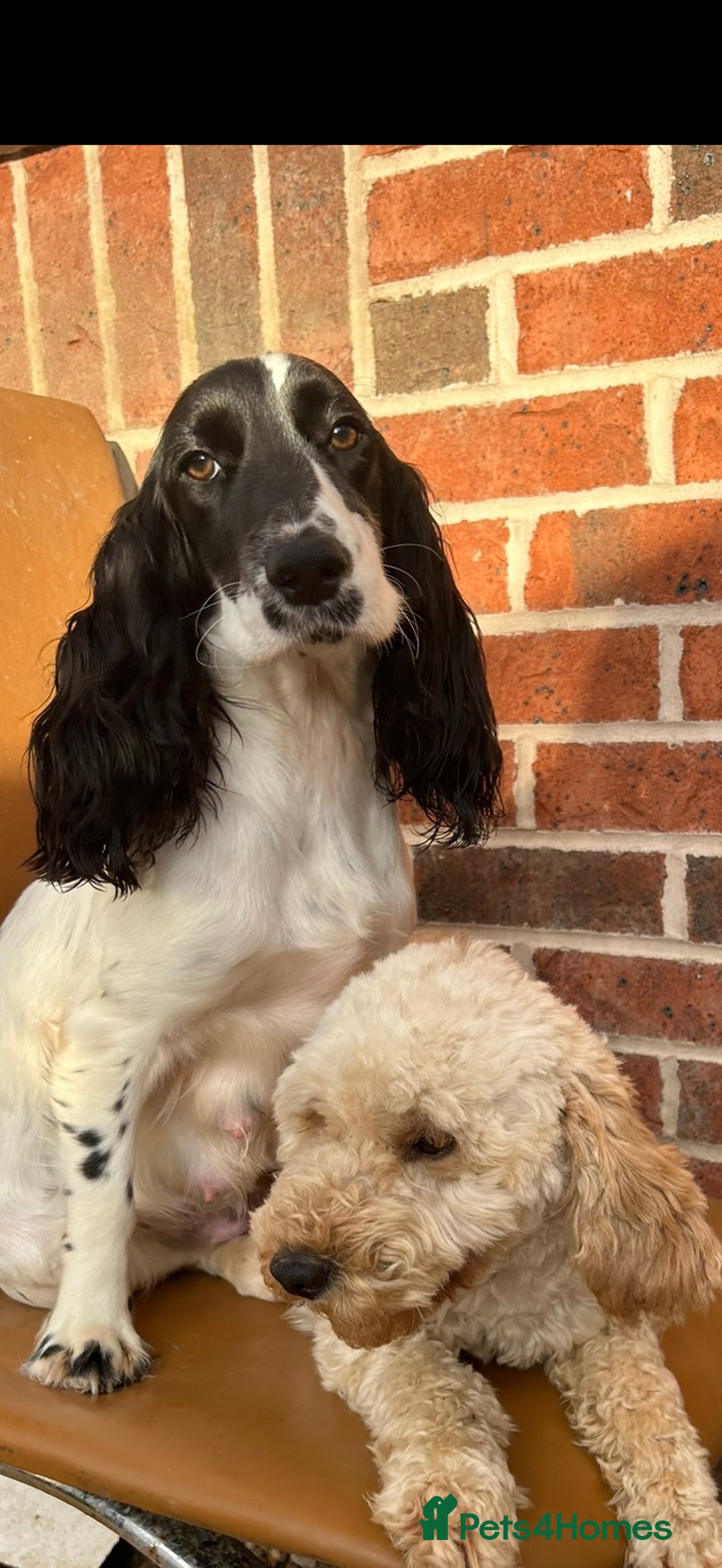 Cockapoo dogs for sale: 3 beautiful toy cockapoos  - Image 8