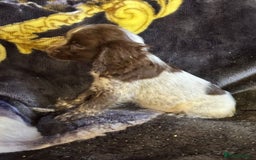 Cocker Spaniel dogs for sale: Cocker spaniel pups  - Image 8