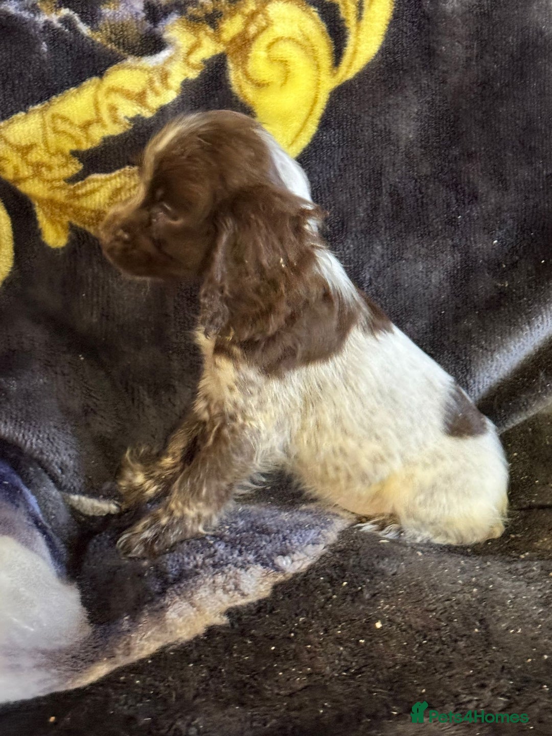 Cocker Spaniel dogs for sale: Cocker spaniel pups  - Image 8