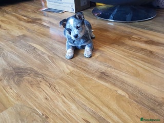 Australian Cattle Dog dogs - Advert 2