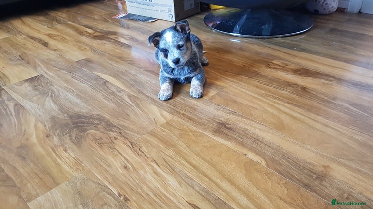 Australian Cattle Dog dogs - Advert 1