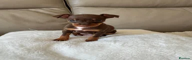 Miniature Pinscher Puppy 2