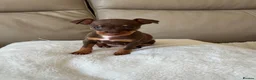 Miniature Pinscher dogs for sale: RARE super tiny mini pin puppies in London - Advert 4