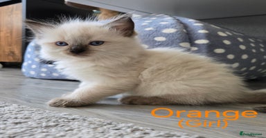 Ragdoll cats - Advert 2