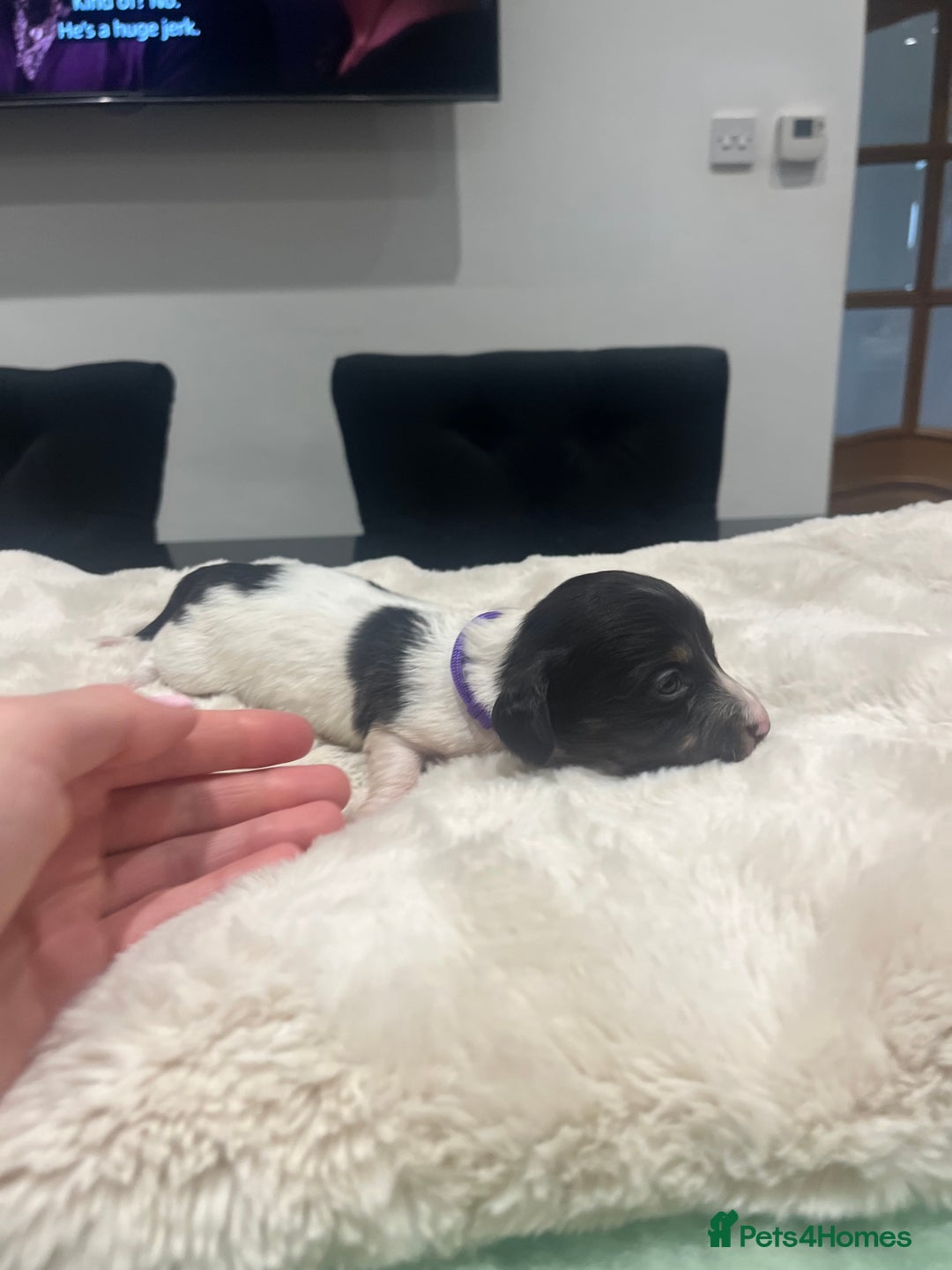 Dachshund dogs for sale: Tiny long haired piebald dachshunds for sale ! - Image 13