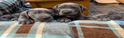 Great Dane dogs for sale: Ready to go! Blue Great Danes - 2 Girls Remaining! - Advert 22