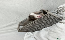 English Bulldog dogs for sale: Mr muscles pup 7 weeks old ready to go 28th  - Image 5