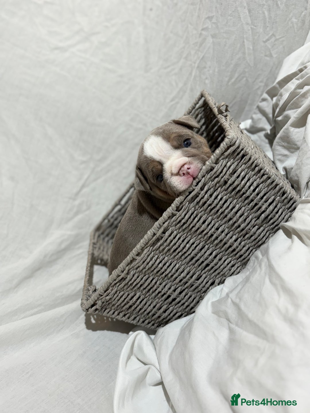 English Bulldog dogs for sale: Mr muscles pup 7 weeks old ready to go 28th  - Image 5