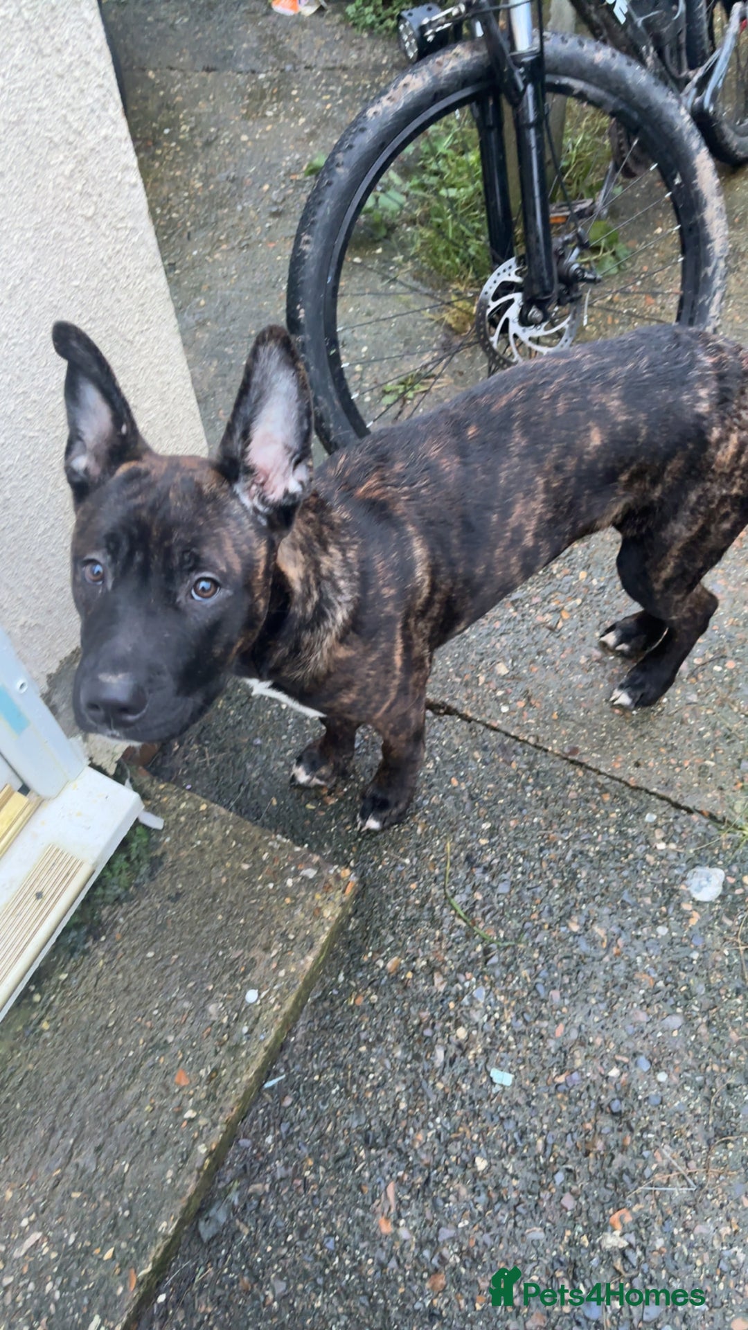 Mixed Breed dogs for sale: Zeus - Belgian malinois x Japanese Akita - Advert 6