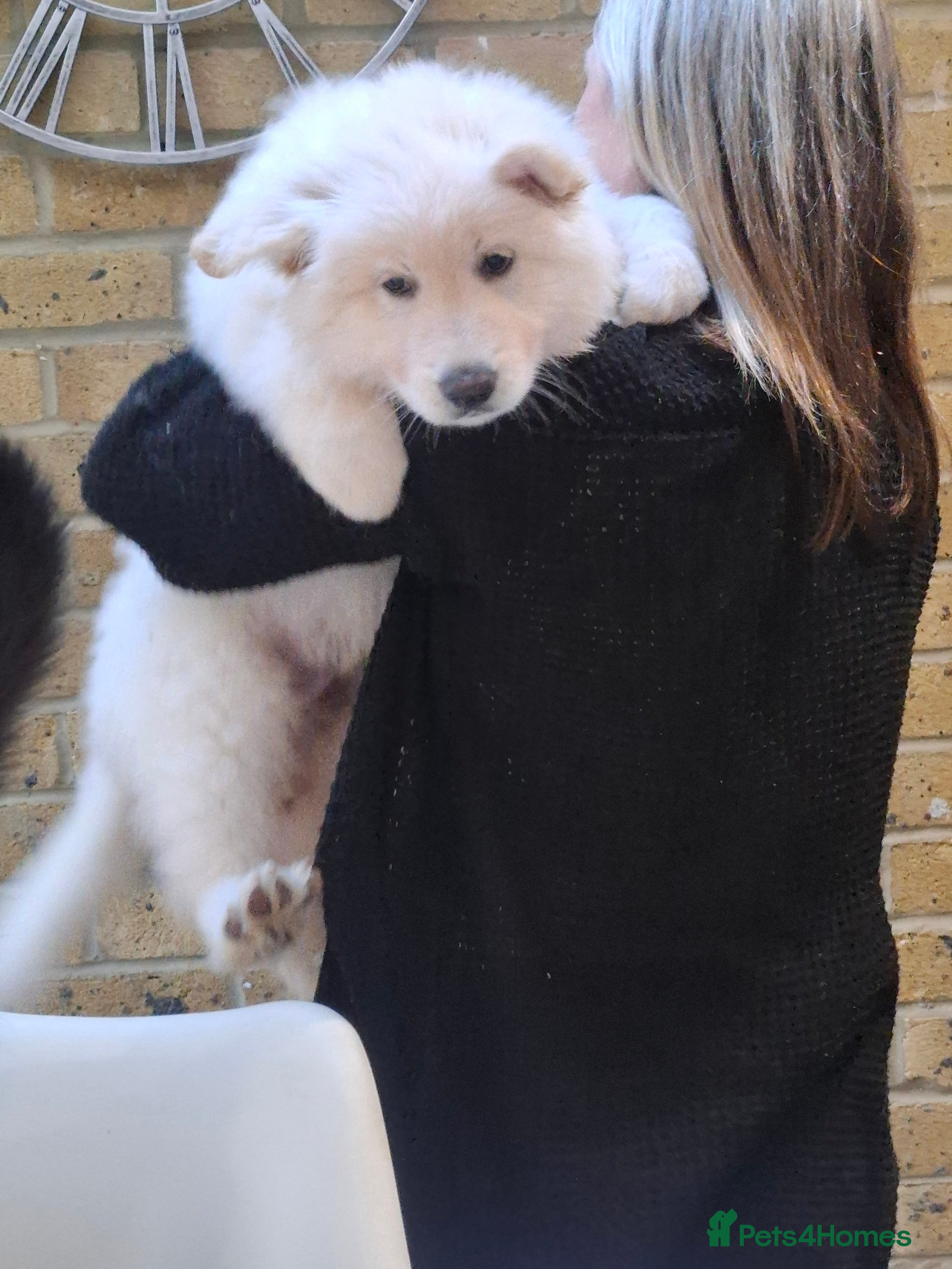 German Shepherd dogs White German Shepherd - Advert 5