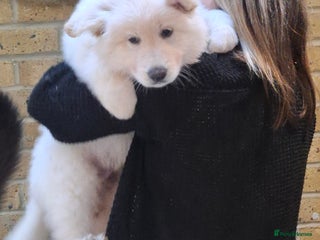 German Shepherd dogs White German Shepherd - Advert 4