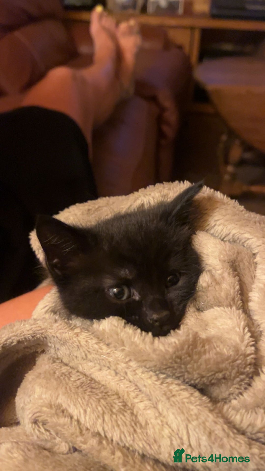 Mixed Breed cats for sale: Cute black male kitten  - Image 2