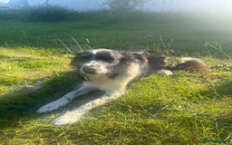 Mixed Breed dogs for sale: Border colllie/bearded collie pups  - Image 32
