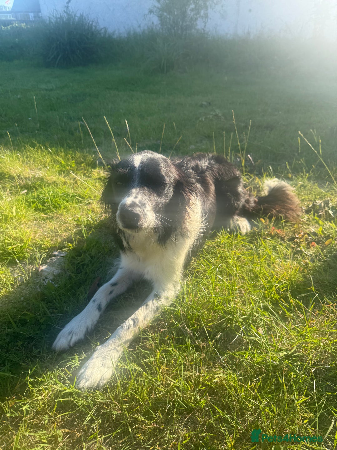 Mixed Breed dogs for sale: Border colllie/bearded collie pups  - Image 32