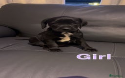 Mixed Breed dogs for sale: Staffy cross cocker spaniel pups for sale  - Image 9