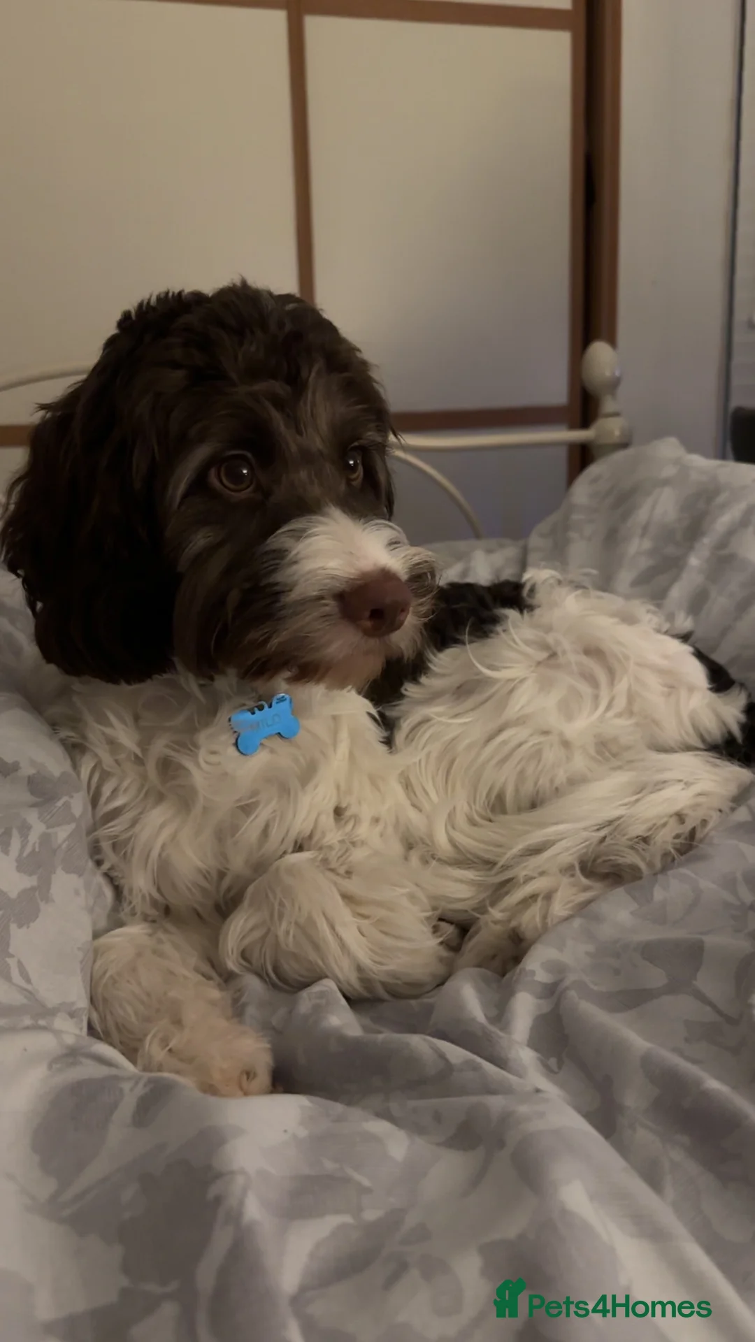 Mixed Breed dogs for sale: 9 month old Sprockerpoo - Advert 7