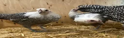 Chickens poultry for sale: Silver Campine  - Advert 12