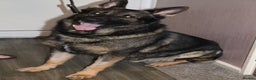 German Shepherd dogs for stud: Working line German shepherd for stud  - Advert 5
