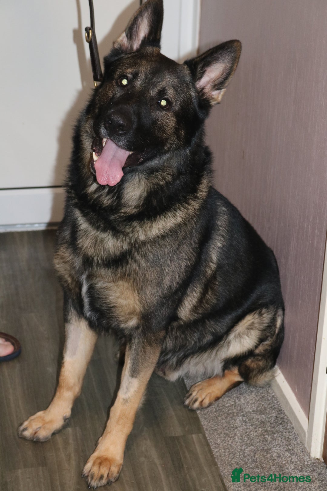 German Shepherd dogs for stud: Working line German shepherd for stud  - Advert 5