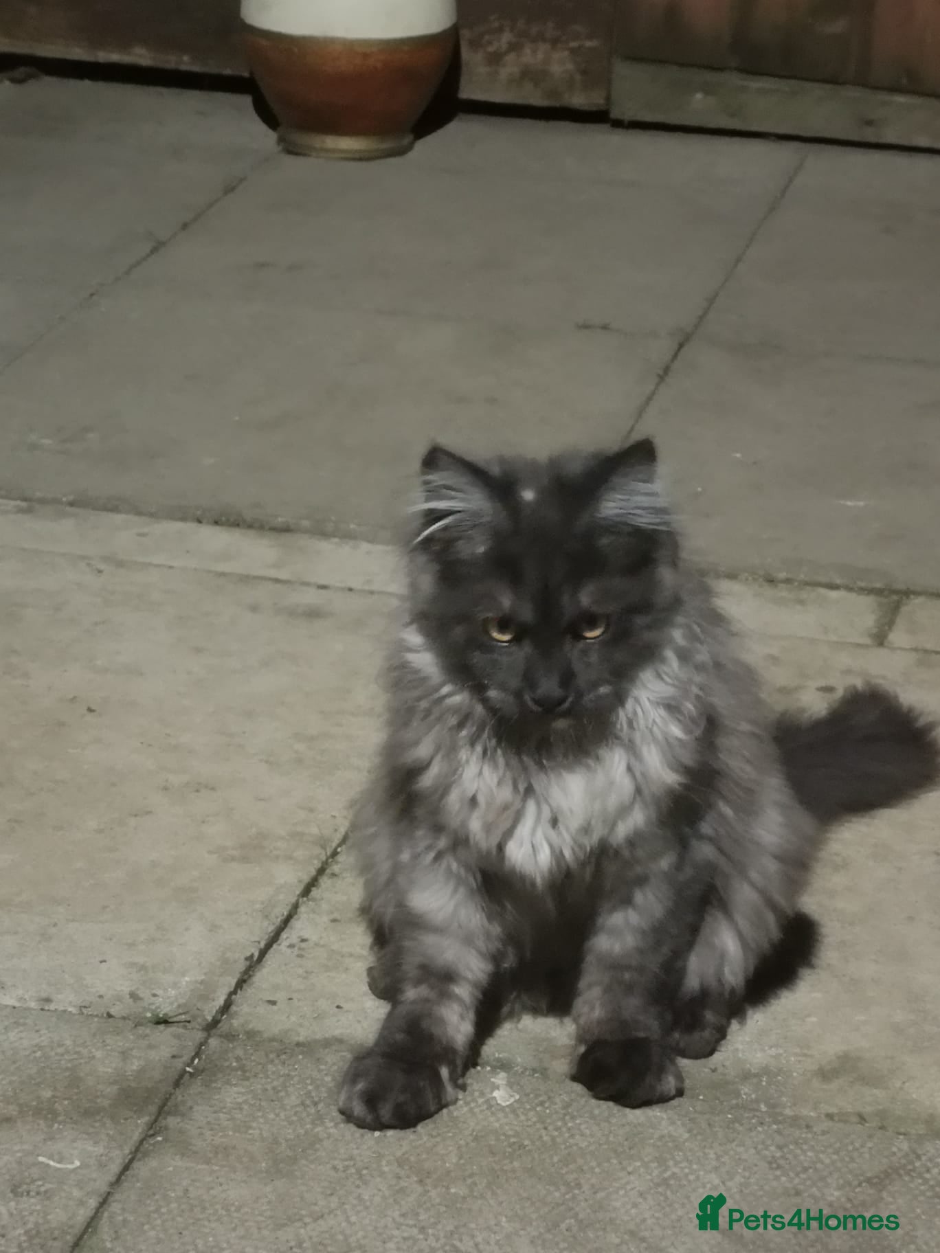 Maine Coon cats XXL Giant Main Coon  - Advert 2