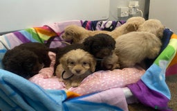 Cockapoo dogs for sale: Cockapoo puppies for sale - Image 14