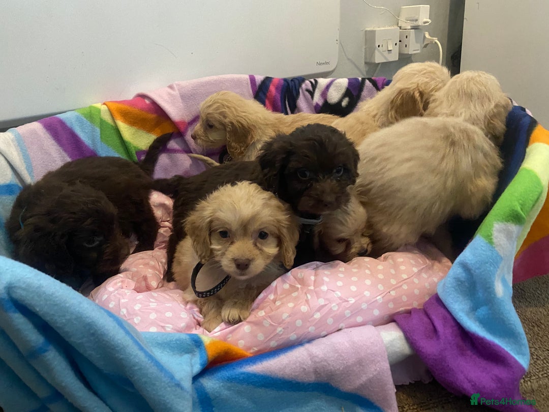 Cockapoo dogs for sale: Cockapoo puppies for sale - Image 14