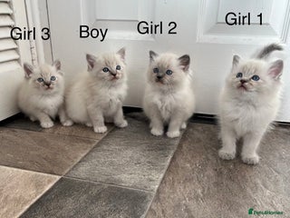 Ragdoll cats - Advert 24