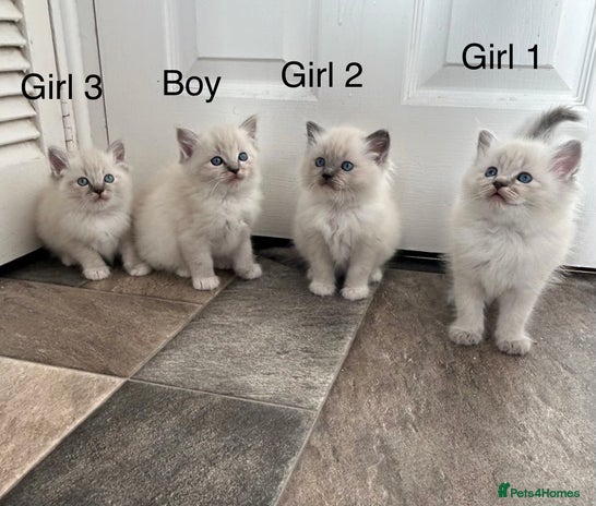 Ragdoll cats - Advert 16