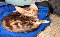 British Shorthair cats for sale: 2 beautiful male kittens for sale  - Image 1