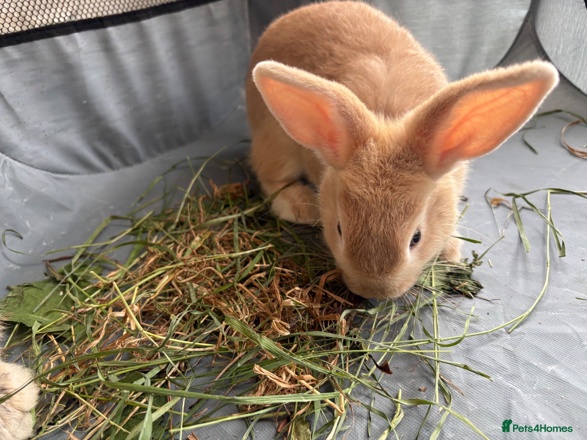 Netherland Dwarf rabbits Netherlands dwaf rabbit  - Advert 3