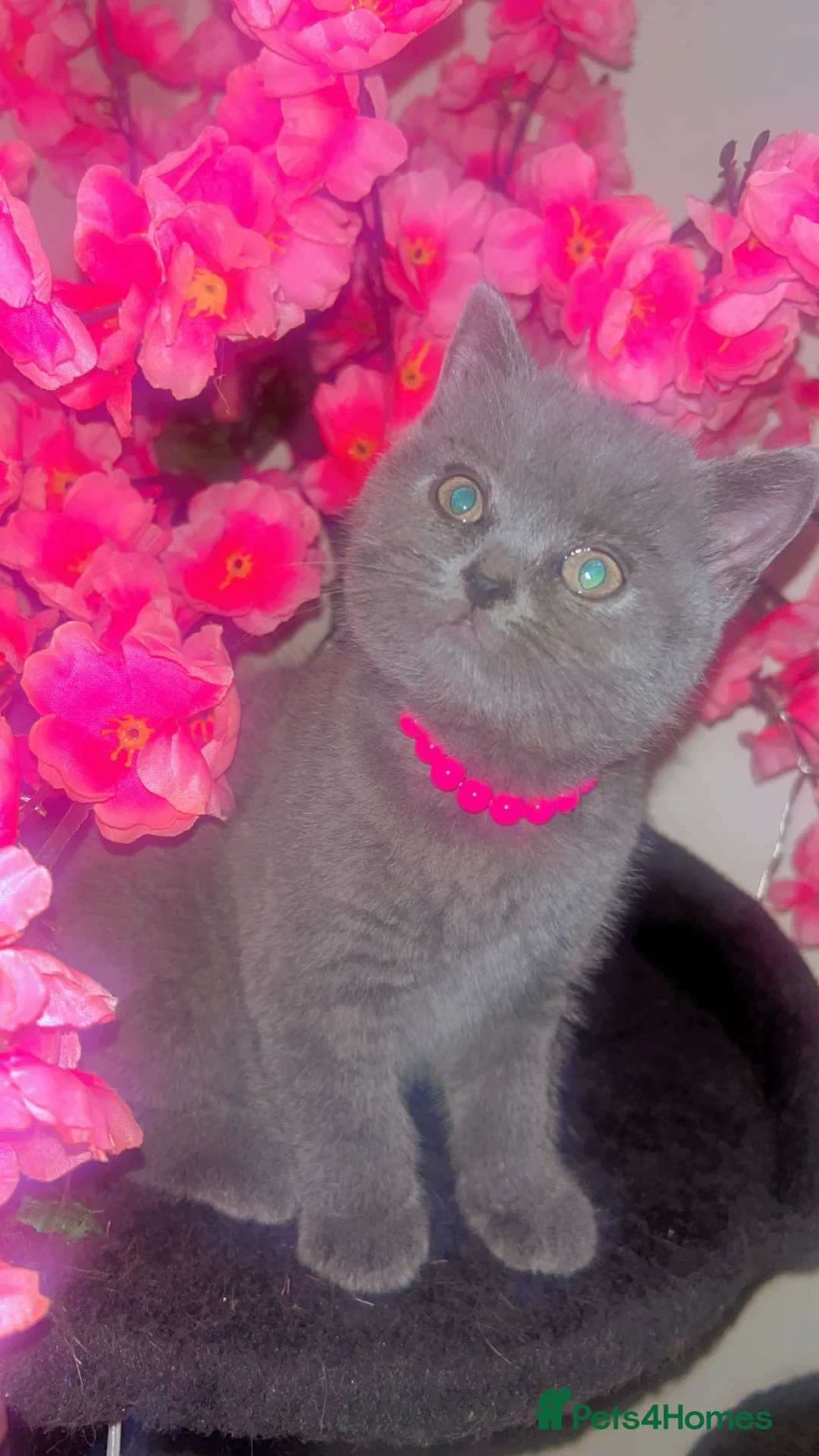 British Shorthair cats for sale: Full BHS kittens  - Advert 3