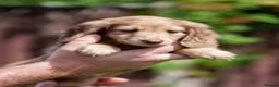 Miniature Dachshund dogs for sale: 🐾 MINIATURE LONG HAIRED DACHSHUND PUPPIES 🐾 - Advert 17