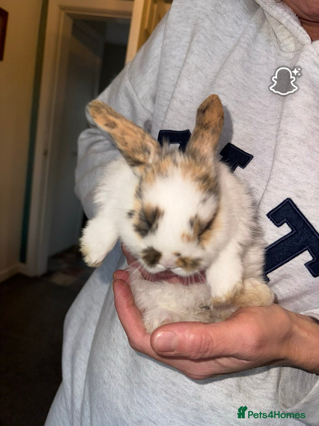 Mini Lop rabbits for sale: Gorgeous mini lop baby rabbits  - Advert 3