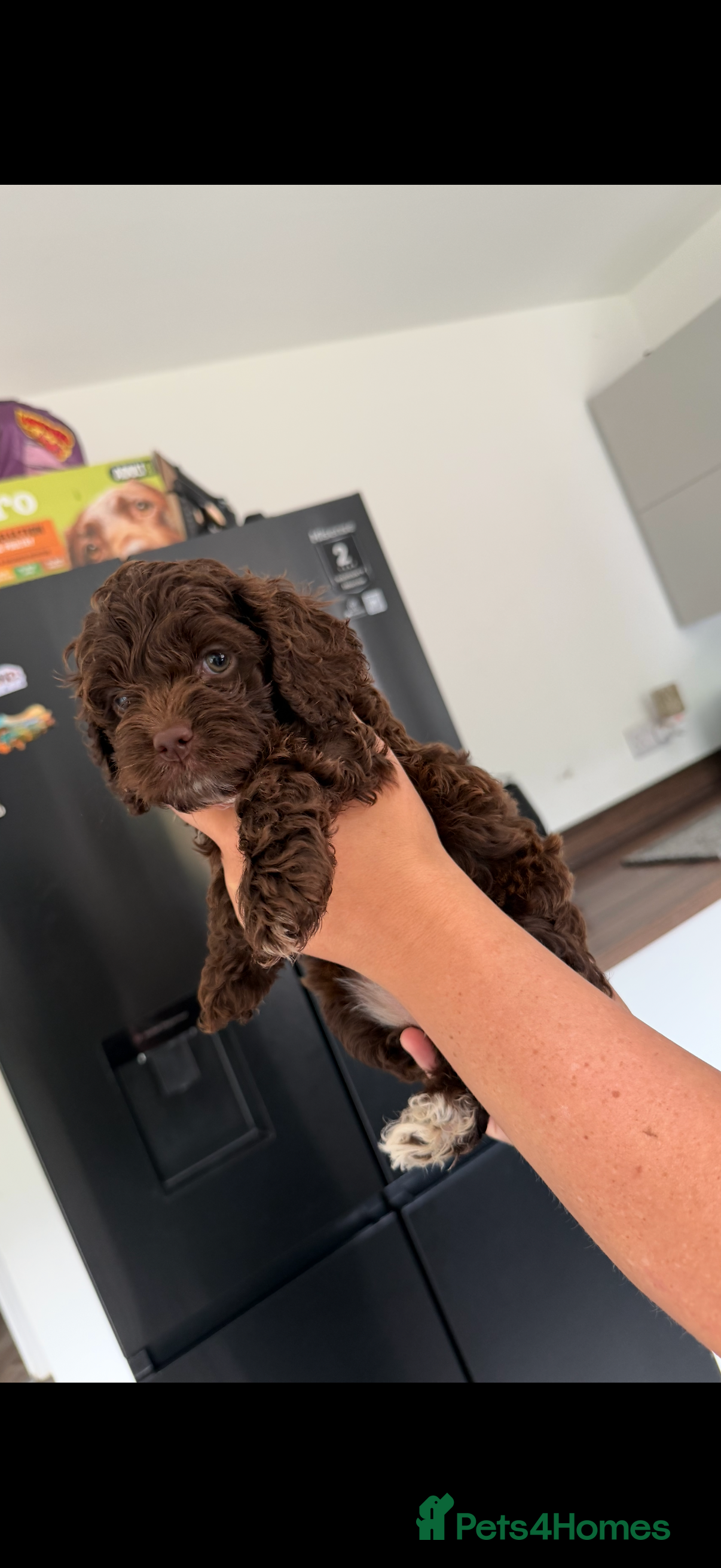 Cockapoo dogs Beautiful yankiepoo puppies - Advert 2