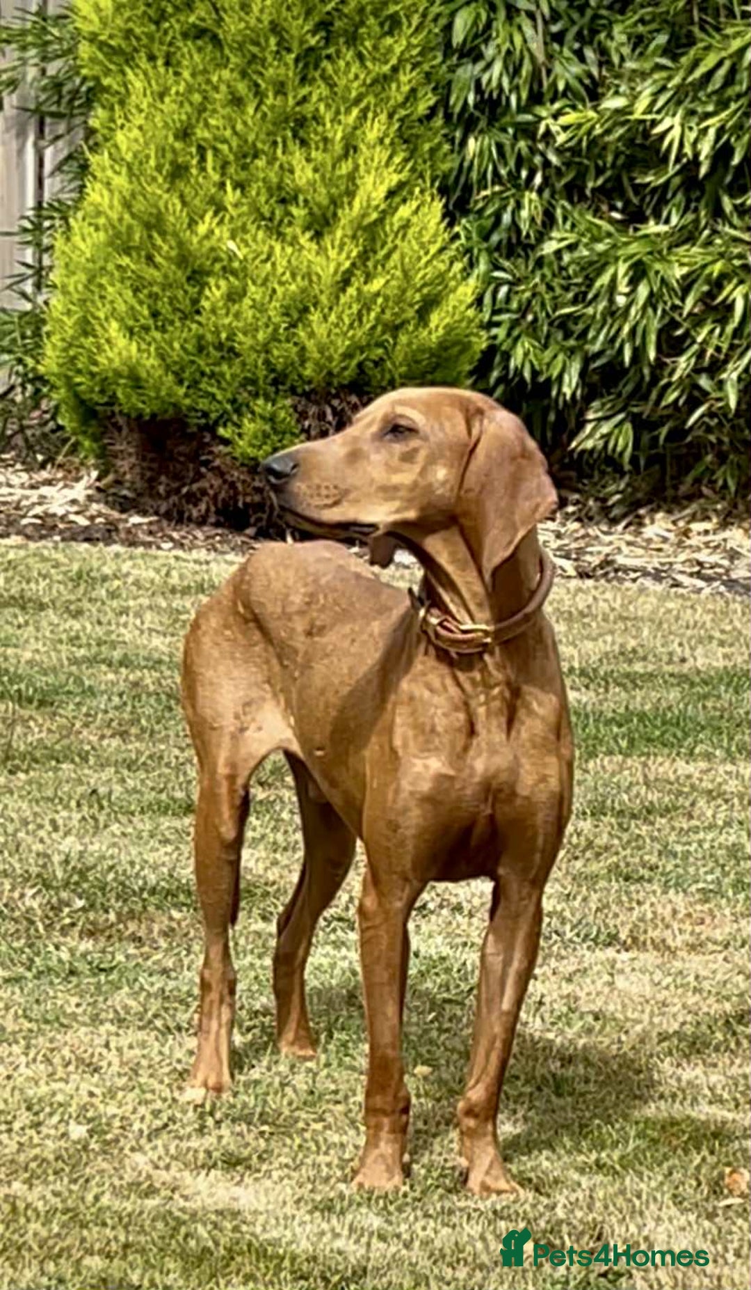 Segugio Italiano dogs for adoption: Duffy – 3 yr old boy, Striking Segugio Italiano X - Image 2