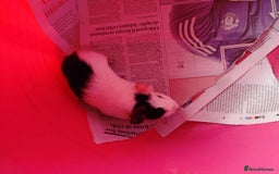 Guinea Pig rodents for sale: Baby females and two adult female  - Image 6