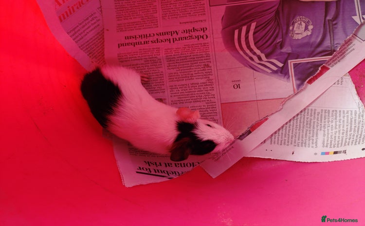 Guinea Pig rodents - Advert 15
